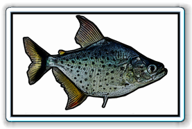 marginatus
